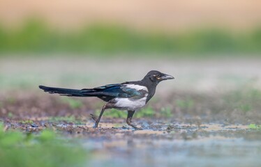 
The Eurasian Magpie (Pica pica) is one of the most intelligent birds in the world. It usually...
