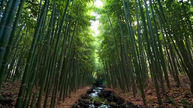arafed view of a stream running through a bamboo forest