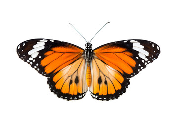 Fototapeta premium Striking Orange and Black Butterfly A Detailed Close-Up