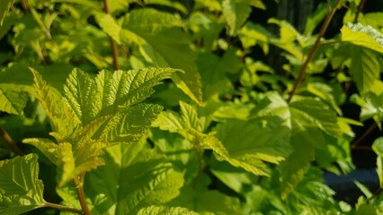 Close-up of bladderwrack leaves