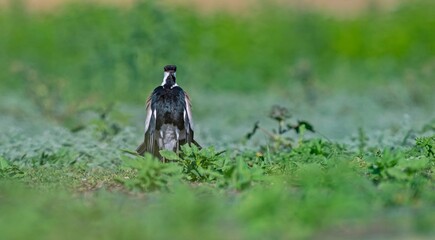 The Spur-winged Lapwing (Vanellus spinosus) is a common bird in the Diyarbakır Tigris Valley...