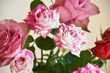 ピンクと紫のばら