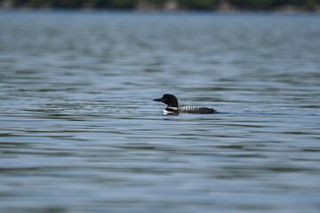Parc Mauricie - 21 Juin 2025