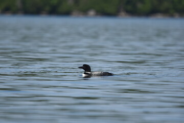 Parc Mauricie - 21 Juin 2025