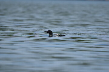 Parc Mauricie - 21 Juin 2025