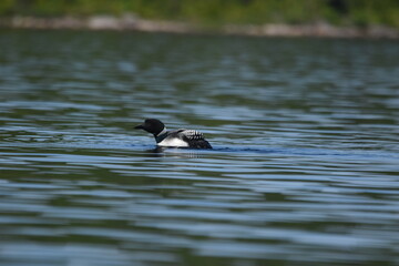 Parc Mauricie - 21 Juin 2025
