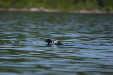 Parc Mauricie - 21 Juin 2025