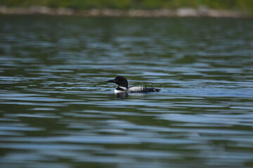 Parc Mauricie - 21 Juin 2025