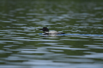 Parc Mauricie - 21 Juin 2025