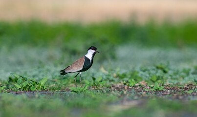 The Spur-winged Lapwing (Vanellus spinosus) is a common bird in the Diyarbakır Tigris Valley...