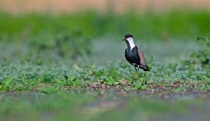 The Spur-winged Lapwing (Vanellus spinosus) is a common bird in the Diyarbakır Tigris Valley...