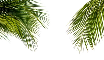 Naklejka na ściany i meble Green palm tree on white background