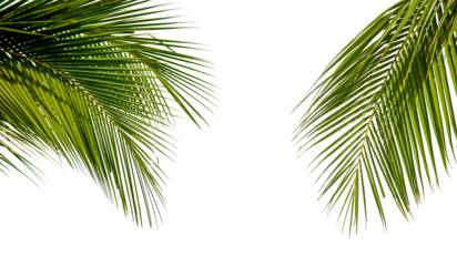 Green palm tree on white background