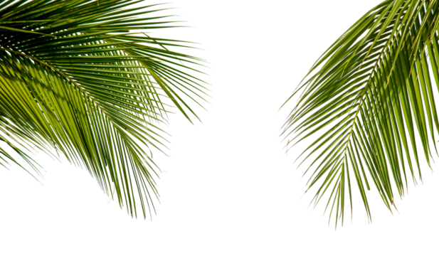 Green palm tree on white background