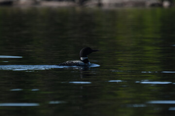 Parc Mauricie - 21 Juin 2025