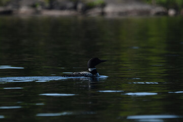 Parc Mauricie - 21 Juin 2025