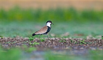 The Spur-winged Lapwing (Vanellus spinosus) is a common bird in the Diyarbakır Tigris Valley wetlands. It is seen in the Tigris Valley at all times of the year.