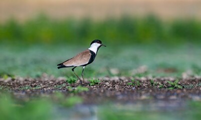 The Spur-winged Lapwing (Vanellus spinosus) is a common bird in the Diyarbakır Tigris Valley wetlands. It is seen in the Tigris Valley at all times of the year.