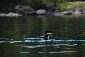 Parc Mauricie - 21 Juin 2025