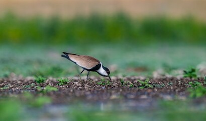 The Spur-winged Lapwing (Vanellus spinosus) is a common bird in the Diyarbakır Tigris Valley wetlands. It is seen in the Tigris Valley at all times of the year.
