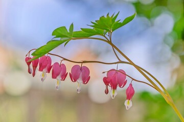 Tränendes Herz Blume Traumhaft 