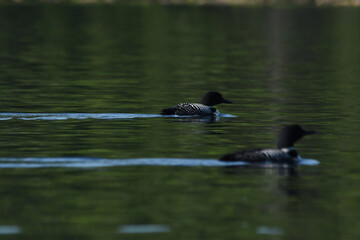 Parc Mauricie - 21 Juin 2025