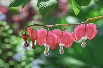 Trennen des Herzblume