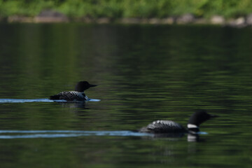 Parc Mauricie - 21 Juin 2025