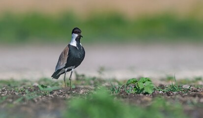 The Spur-winged Lapwing (Vanellus spinosus) is a common bird in the Diyarbakır Tigris Valley wetlands. It is seen in the Tigris Valley at all times of the year.