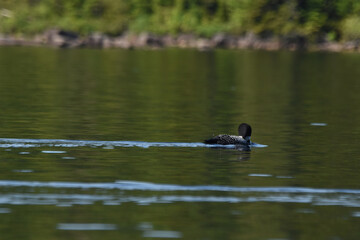 Parc Mauricie - 21 Juin 2025