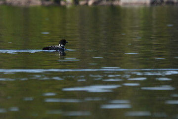 Parc Mauricie - 21 Juin 2025