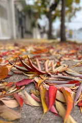 Low-angle close-up of colorful autumn leaves scattered on a quiet street, with blurred trees and...