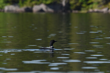 Parc Mauricie - 21 Juin 2025