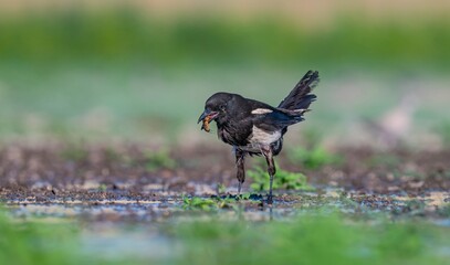 
The Eurasian Magpie (Pica pica) is one of the most intelligent birds in the world. It usually hunts small birds, insects, lizards and mice.
