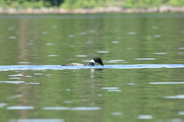 Parc Mauricie - 21 Juin 2025