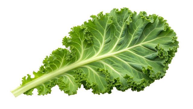 Kale leaf isolated on transparent background