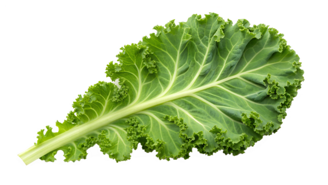 Kale leaf isolated on transparent background