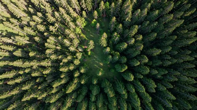 aerial view of a forest with a green tree in the middle