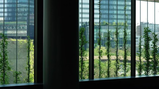 Modern office interior looking out through architectural windows covered with green climbing vertical vine plants toward city skyscrapers.