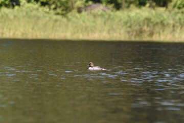 Parc Mauricie - 21 Juin 2025
