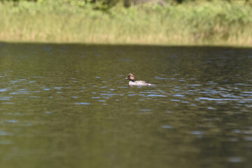 Parc Mauricie - 21 Juin 2025