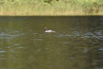 Parc Mauricie - 21 Juin 2025