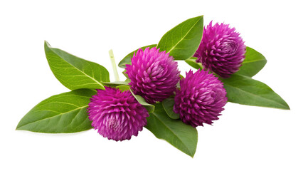 Pink globe amaranth flowers with lush green leaves isolated on transparent background