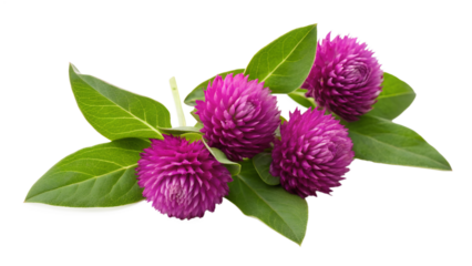Pink globe amaranth flowers with lush green leaves isolated on transparent background