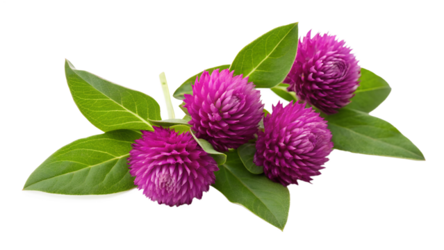 Pink globe amaranth flowers with lush green leaves isolated on transparent background
