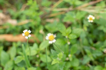 Close-up of a Tridax daisy flowers blooming among green foliage. Known for their tiny white petals...