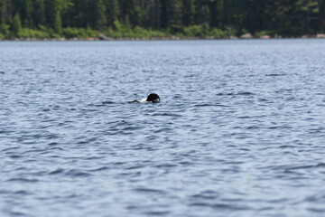 Parc Mauricie - 21 Juin 2025