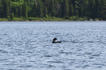 Parc Mauricie - 21 Juin 2025