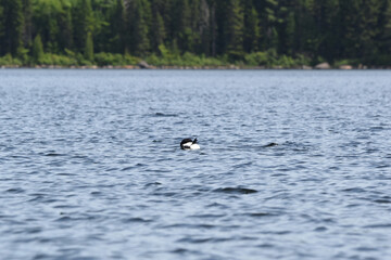 Parc Mauricie - 21 Juin 2025