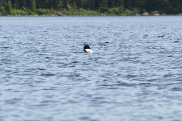 Parc Mauricie - 21 Juin 2025